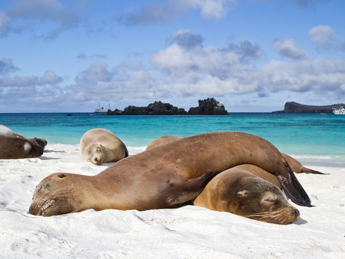 QUATTRO GIORNI ALLE GALAPAGOS: CROCIERA NEL PARADISO DI DARWIN – BARTOLOME’ – SANTIAGO – RA’BIDA